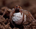 Wolf spider, Lycosidae Trochosa sp