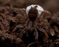 Wolf spider, Lycosidae Trochosa sp