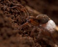 Wolf spider, Lycosidae Trochosa sp