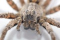 Wolf Spider Macro