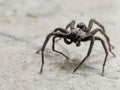 Wolf spider macro Royalty Free Stock Photo