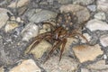 A wolf spider with many small spiders on its back Royalty Free Stock Photo