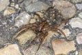 A wolf spider with many small spiders on its back Royalty Free Stock Photo