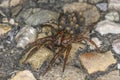 A wolf spider with many small spiders on its back Royalty Free Stock Photo