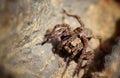 Wolf spider