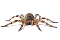 Wolf spider over white Royalty Free Stock Photo