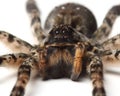 Wolf spider over white. macro Royalty Free Stock Photo
