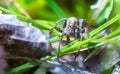 Wolf spider Pardosa amentata in England Royalty Free Stock Photo