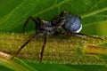 Wolf spider, Pardosa fulvipes