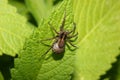 Wolf spider (Pardosa lugubris)