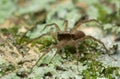 Wolf spider, Pardosa lugubris