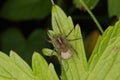 Wolf spider (Pardosa lugubris)