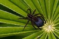 Wolf spider, Pardosa fulvipes