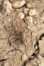 Wolf spider, Pardosa pseudoannulata, Satara, Maharashtra Royalty Free Stock Photo