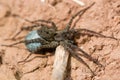 Wolf spider (Pardosa sp.) female with egg sac Royalty Free Stock Photo