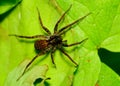 Wolf Spider Royalty Free Stock Photo