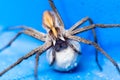 Wolf spider perching on white rock Royalty Free Stock Photo