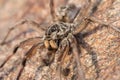 Wolf Spider on a Rock Royalty Free Stock Photo