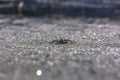 Wolf spider on the rough road in Utah