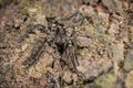 Wolf Spider seent at Garo hills,Meghalaya,India Royalty Free Stock Photo