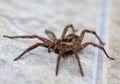Wolf spider, selective focus on face, close-up Royalty Free Stock Photo