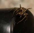 wolf spider sitting on a black chair in spring time, hessen, germany Royalty Free Stock Photo