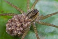 Wolf spider with spiderlings on its back Royalty Free Stock Photo