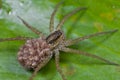 Wolf spider with spiderlings on its back Royalty Free Stock Photo