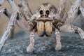 Wolf spider stare