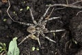 Wolf spider, Tarantula Lycosa singoriensis on the field Royalty Free Stock Photo