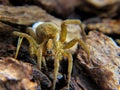Wolf Spider (Lycosidae spp) With Egg Sac Royalty Free Stock Photo