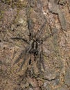 Wolf Spider on a tree bark seen at Garo Hills,Meghalaya,India