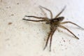 Wolf spider on the wall close up Royalty Free Stock Photo