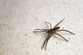 Wolf spider on the wall close up Royalty Free Stock Photo