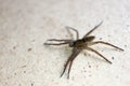 Wolf spider on the wall close up Royalty Free Stock Photo
