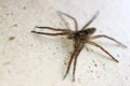 Wolf spider on the wall close up Royalty Free Stock Photo