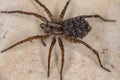 Wolf spider Royalty Free Stock Photo