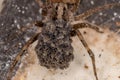 Wolf spider Royalty Free Stock Photo