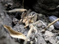 Wolf spider Royalty Free Stock Photo