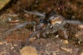 Wolf Spider