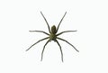 Wolf spiders LYCOSA SP. Royalty Free Stock Photo