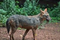 Wolf standing alone Royalty Free Stock Photo