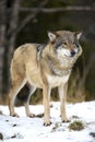 Wolf standing in the cold winter forest