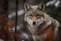 a wolf standing in a forest with snow on the ground and looking at the camera with a sad look on his face and eyes Royalty Free Stock Photo