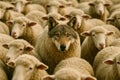 A wolf is standing in front of a herd of sheep Royalty Free Stock Photo