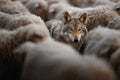 A wolf standing in the middle of a herd of sheep Royalty Free Stock Photo