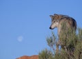 A wolf standing near a desert bush with the moon in the distance Royalty Free Stock Photo