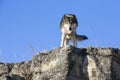 Wolf standing on rocky ledge