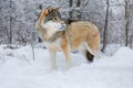Wolf standing in the snow in beautiful winter forest in the evening Royalty Free Stock Photo