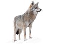 Wolf standing in the snow isolated on a white